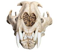 WYRMB Simulazione Modello di Teschio di Leopardo Animale - Replica 1:1 del Teschio di Leopardo - Replica in Resina del Modello Medico di Schizzo dell'osso del Teschio di Leopardo - per l