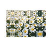 WZYCWB Matricaria recutita Festone per compleanni, canti natalizi, lauree e anniversari.