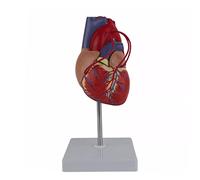 XANHOY Modello anatomico del cuore umano a grandezza naturale Modello di cuore per studio di classe e cardiologia Strutture anatomiche per insegnare il modello del cuore umano per studenti Modello
