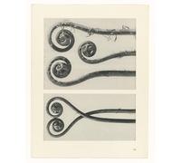 XcBAIHOUD Dipinti Famosi Pittura Quadri Stampe Da Parete Arte de lienzo de pintura de botánico de Karl Blossfeldt per L'arredamento del Soggiorno 60x90cm