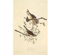 XcBAIHOUD Dipinti Famosi Pittura Quadri Stampe Da Parete el gorrión cantor de Birds of de John Jame Audubon per L'arredamento del Soggiorno 60x90cm