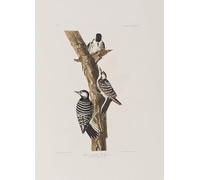 XcBAIHOUD Dipinti Famosi Pittura Quadri Stampe Da Parete Ilustración de Aves de América por John Audubon per L'arredamento del Soggiorno 60x90cm
