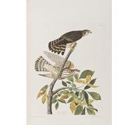 XcBAIHOUD Dipinti Famosi Pittura Quadri Stampe Da Parete Ilustración de Aves de América por John Audubon per L'arredamento del Soggiorno 60x90cm