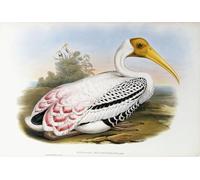 XcBAIHOUD Dipinti Famosi Tela Parete Stampe Su Canvas Animal Ave Ibis Tantalus Leucocephalus de cabeza blanca por John Gould per L'arredamento del Soggiorno 60x90cm
