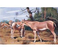 XcBAIHOUD Dipinti Famosi Tela Parete Stampe Su Canvas Asno salvaje asiático de la vida silvestre del mundo por Wilhelm Kuhnert per L'arredamento del Soggiorno 60x90cm