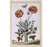 XcBAIHOUD Famoso Immagini Moderni Quadri Tele Stampe una variedad de amapola amarilla de doble flor de Pierre Buchoz per la Decorazione Domestica dell'ufficio 60x90cm