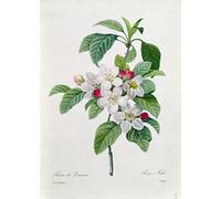 XcBAIHOUD Famoso Poster Stampa Poster Arte Muraria Fiore di Pierre Joseph Redouté per la Decorazione Domestica dell'ufficio 60x90cm