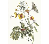 XcBAIHOUD Famoso Poster Stampa Poster Arte Muraria Pavosnis de Maria Sibylla Merian per la Decorazione Domestica dell'ufficio 60x90cm