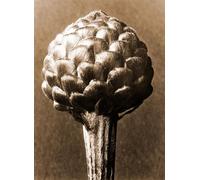XcBAIHOUD Famoso Quadri Murale Artistiche Tela Cynara Cardúnculo de Karl Blossfeldt per la Decorazione Domestica dell'ufficio 60x90cm
