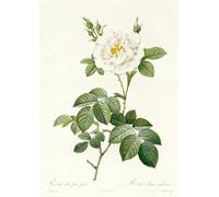 XcBAIHOUD Famoso Quadri Murale Artistiche Tela Rosa Alba Flore Pleno de Pierre Redouté per la Decorazione Domestica dell'ufficio 60x90cm