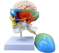 XCGDNVRDP Cranio suddiviso in Parti con codice Colore, Calotta cranica Rimovibile, Modello di Cranio Umano con Modello anatomico del Cervello e della Vertebra cervicale, for Modello didattico di