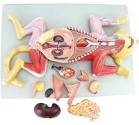 XCGDNVRDP Modelli anatomici di Gatti, Campioni anatomici di Animali, malattie renali e Salute degli organi Interni, Muscoli e nervi del Gatto, for l'apprendimento e la Ricerca sugli Animali.