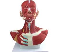 XCGDNVRDP Modello anatomico dei Muscoli del Torace della Testa e del Collo, Modello del Corpo Umano, Modello anatomico della Testa e dei Muscoli Umani, for l'addestramento del Viso in microplastica