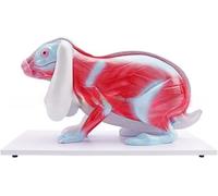 XCGDNVRDP Modello anatomico dello Scheletro di Coniglio, organi Interni, Scheletro di Coniglio Staccabile, sussidi didattici scientifici, sussidi didattici di biologia/scienze for Studenti, Materiale
