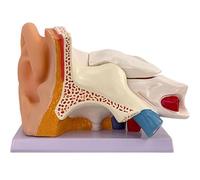 XCGDNVRDP Modello anatomico dell'orecchio Umano, Orecchio Medio Esterno e Interno in 3 Parti, Modello dell'orecchio in PVC ingrandito 5 Volte con Base, for l'insegnamento e Lo Studio della fisiologia