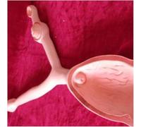 XCGDNVRDP Modello anatomico di Maiale/Cane/Mucca/Utero e ovaie, Modello di organi Animali, Modello di Anatomia del Corpo dell'apparato riproduttivo for Medici, Strumento didattico.(Horse)