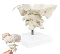 XCGDNVRDP Modello di occipitale a grandezza Naturale, Modello di Colonna cervicale Umana, Modello occipitale Mobile Funzionale, Modello educativo, for Supporto didattico Medico