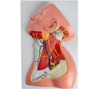 XCGDNVRDP Muscolo Superficiale del Collo, Modello anatomico del Collo Umano 1:1, Modello anatomico dei vasi sanguigni e dei nervi, Che Mostra Le divisioni dei Rami cutanei del plesso cervicale