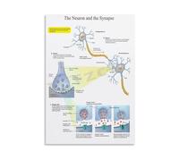 XGINERFEX Anatomy of a Neuron Poster Synapse Structure Chart for High School College Students Science Decor Canvas Wall-Art(Unframed,08X12inch(20X30cm))