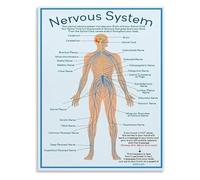 XGINERFEX Autonomic Nervous System Poster Vagus Nerve Regulation Chart Educational Canvas Print Stress Guide Wall-Art for Home Office Decor(Unframed,16x24inch(40x60cm))