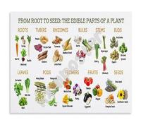 XGINERFEX Edible Plant Anatomy Poster From Roots Stems Leaves to Seeds Science Classroom Decor Canvas Art for Home School(Framed,12x18inch(30x45cm))
