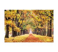 XIANGPEIFBH Paesaggio Poster Autunno Tela Pittura De Hoge Veluwe National Park of Netherlands Stampe Wall Art Pictures for Home Decor 50x75cm (20x30in) Senza cornice