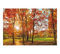 Xiaoterna 1,5x1m Autunno Parco Sfondo Foresta autunnale d'oro foglie d'acero verde erba sfondo fotografico Paesaggio naturale all'aperto Alberi di decorazione del partito Ritratto Foto Puntelli
