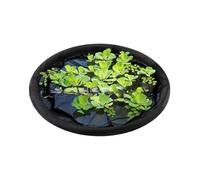XIAOXIAOYU Recinto galleggiante per piante, isola flora galleggiante, rete rotonda per laghetto, per esterni, lenticchia d'acqua, animali acquatici, acquari, giardini e interni