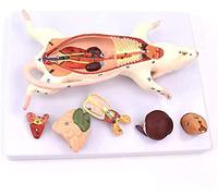 Xiaoxu Bambole ionali Modello anatomico Animale Modello anatomico del Topo Modello anatomico del Topo Modello della Struttura Anatomica degli organi del Topo per dimostrazione Medica