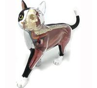Xiaoxu Insegnamento dell'assemblaggio 4D del Modello anatomico degli organi Animali, Modello di Gatto Intelligente, Attrezzatura Fai da Te per la divulgazione scientifica, Modello di Scheletro