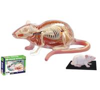 Xiaoxu Modello anatomico 4D del Ratto per la didattica della biologia, con organi e Parti del Corpo Staccabili per la Ricerca Medica, Strumento educativo per Studenti e Professionisti.