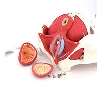 Xiaoxu Modello anatomico di Bacino Femminile con Pavimento pelvico Modello anatomico di Bacino Femminile Anatomia del Corpo Umano Modello di perineo pelvico Femminile con organi Rimovibili