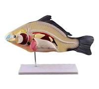 Xiaoxu Modello anatomico Modello anatomico Anatomia Organi Interni degli Animali Pesce Smontabili 3 Parti Modello Animale da Laboratorio Aiuto Modello Biologico Didattico Interno Rimovibile