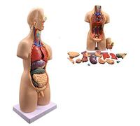 Xiaoxu Modello anatomico Umano Unisex in 19 Parti, 55 cm, Torso, Corpo Umano, Anatomia Medica, organi Interni, per lezioni, Rimovibile
