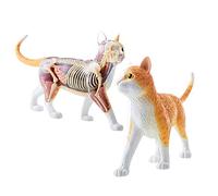 Xiaoxu Modello Animale, Kit di Scheletro e Modello anatomico di Gatto Soriano Arancione 4D. Contiene 25 organi e Parti del Corpo Staccabili e Supporto espositivo per l'istruzione o per veterinari.