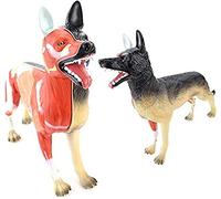 Xiaoxu Modello Animale, Modello anatomico di organi del Cane, Rimovibile, 11 Pezzi, apparato digerente, apparato respiratorio, Sistema, plastica, educazione Animale, Modello anatomico