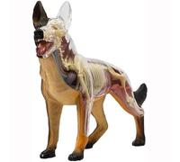 Xiaoxu Modello Animale, Modello anatomico visivo 4D del Cane, Modello di assemblaggio dell'anatomia dello Scheletro del Cane Lupo, 29 Parti di organi per la dimostrazione didattica sugli Animali