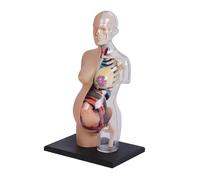Xiaoxu Modello Chiaro della Struttura Umana, Strumento di Studio del Modello anatomico 4D, Torso Umano anatomico Rimovibile per l'insegnamento, Studenti e Display per la Formazione Medica.