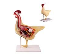 Xiaoxu Modello di Anatomia Animale, Modello didattico Realistico di Mezza Sezione di Pollo per l'insegnamento della biologia, rappresentazione Anatomica didattica per la l'apprendimento