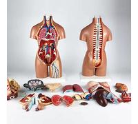 Xiaoxu Modello di Anatomia Umana del Torso bisessuale da 55 cm smontabile, 21 Pezzi di Simulazione didattica della Struttura degli organi Interni, Modello di Scheletro con Schiena Aperta
