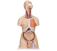 Xiaoxu Modello di Anatomia Umana Torso Modello anatomico Organi Interni Medici Struttura del Sistema Cardiaco Torso 85 cm Rimovibile 23 Pezzi