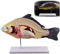 Xiaoxu Modello di Pesce in 3 Parti, dissezione di Pesci da Laboratorio in organi Interni Staccabili di Anatomia Animale Biologica per l'insegnamento