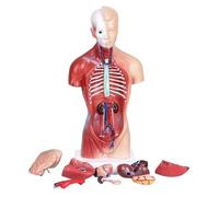 XINGLUOY Modello anatomico del Corpo Torso Umano, Cuore, Cervello, Scheletro, Istruzione Medica