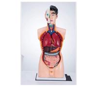 XINGLUOY Modello di Anatomia Umana Modello didattico del Corpo Torso