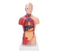 Xiuganpo Forniture Scientifiche Modello di Torso Umano con Organi Interni Aiuto Didattico Staccabile per L'educazione Alla Salute Fisica