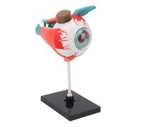 Xiuganpo Modello di Anatomia Dell'occhio con 16 Parti Rimovibili per Visualizzazione Didattica e Ausili All'apprendimento, Perfetto per gli Studenti, Plastica Resistente