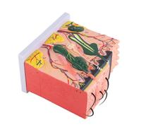 Xiuganpo Modello Tridimensionale Ingrandito della Pelle Umana, Ideale per L'insegnamento della Biologia e il Materiale Scolastico