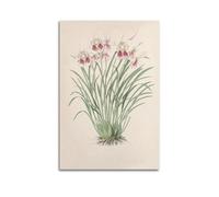 XKUGA Poster decorativo da parete su tela, motivo: orchidea del XIX secolo, motivo botanico con viola del pensiero antico, poster decorativo moderno per camera da letto, per camera da letto, 40 x 60