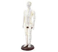 XLWLLNJ Modello Didattico in PVC, Leggero E Versatile, per Professionisti. Modello per La Pratica sul Corpo Umano Sui Meridiani Cinesi, Maschio Duro