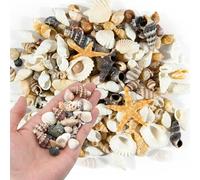 Xmart 200g Misti Oceano Conchiglie 11 Stelle Marine Naturali Conchiglie Decorative per Casa Decorazioni di Nozze per Feste a Tema in Spiaggia Fai da Te Acquario